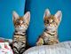 Bengal Cats for sale in Spartanburg School District 03, SC, USA. price: NA