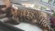 Bengal Cats for sale in Phoenix, AZ 85028, USA. price: NA