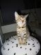 Bengal Cats for sale in Illinois Ave, Long Beach, NY 11561, USA. price: NA