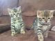 Bengal Cats for sale in Wills Point, TX 75169, USA. price: NA