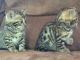 Bengal Cats for sale in BRIDGEWTR COR, VT 05035, USA. price: $450