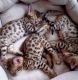 Bengal Cats for sale in Marysville, WA, USA. price: $340