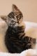 Bengal Cats for sale in Hookstown Grade Rd, Clinton, PA 15026, USA. price: NA