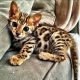 Bengal Cats for sale in New Orleans, LA, USA. price: NA