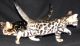 Bengal Cats for sale in Susanville, CA, USA. price: NA