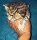 Bengal Cats for sale in Bronxdale Ave, Bronx, NY 10462, USA. price: NA