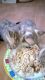 Bengal Cats for sale in NJ-17, Paramus, NJ 07652, USA. price: $400