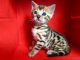 Bengal Cats for sale in Riverside, CA 92507, USA. price: NA