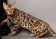 Bengal Cats for sale in Lewis Center, OH, USA. price: $250
