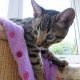 Bengal Cats for sale in Detroit, MI, USA. price: $455