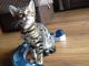 Bengal Cats for sale in Susanville, CA, USA. price: NA