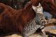 Bengal Cats for sale in Montgomery City, MO 63361, USA. price: NA