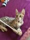 Bengal Cats for sale in Gettysburg Village Dr, Gettysburg, PA 17325, USA. price: NA