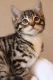 Bengal Cats for sale in Olympia, WA, USA. price: NA