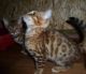 Bengal Cats for sale in Iowa City, IA, USA. price: $250