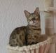 Bengal Cats for sale in Austin, TX, USA. price: $350
