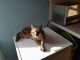 Bengal Cats for sale in Austin, TX, USA. price: $400