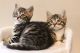 Bengal Cats for sale in Springfield, IL, USA. price: $400