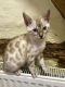 Bengal Cats for sale in IL-59, Plainfield, IL, USA. price: NA