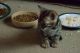 Bengal Cats for sale in Erie, PA, USA. price: NA