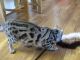 Bengal Cats for sale in Ohio City, Cleveland, OH, USA. price: $700