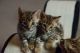 Bengal Cats for sale in KY-44, Shepherdsville, KY 40165, USA. price: NA
