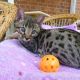Bengal Cats for sale in Sacramento, CA, USA. price: $416