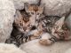 Bengal Cats for sale in Bronx, NY, USA. price: NA