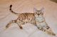 Bengal Cats for sale in Texas Road, Amherstburg, ON N0R, Canada. price: NA