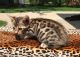 Bengal Cats for sale in Mt Clemens, MI, USA. price: NA