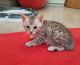 Bengal Cats for sale in Mt Pleasant Mills, PA 17853, USA. price: NA