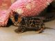 Bengal Cats for sale in Mt Pleasant Mills, PA 17853, USA. price: NA