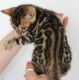 Bengal Cats for sale in New Jersey St, Los Angeles, CA 90033, USA. price: NA