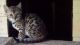 Bengal Cats for sale in New Jersey St, Los Angeles, CA 90033, USA. price: NA