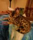 Bengal Cats for sale in Athens, TN 37303, USA. price: NA