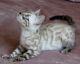 Bengal Cats for sale in SC-160, Fort Mill, SC, USA. price: $250