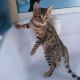 Bengal Cats for sale in Temple City, CA, USA. price: NA