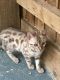 Bengal Cats for sale in TX-249, Houston, TX, USA. price: NA