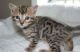 Bengal Cats for sale in Granbury, TX, USA. price: $300