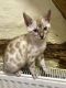 Bengal Cats for sale in Louisiana Blvd NE, Albuquerque, NM, USA. price: $300