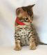 Bengal Cats for sale in Atlantic County, NJ, USA. price: NA