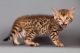 Bengal Cats for sale in Burlington County, NJ, USA. price: NA