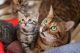 Bengal Cats for sale in Cape May Court House, Middle Township, NJ 08210, USA. price: NA