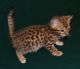 Bengal Cats for sale in Wheaton, IL 60187, USA. price: NA