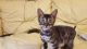 Bengal Cats for sale in North Carolina Central University, Durham, NC, USA. price: NA