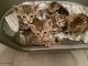Bengal Cats for sale in Birmingham, AL 35203, USA. price: NA