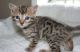 Bengal Cats for sale in Hesperia, CA, USA. price: NA