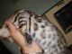 Bengal Cats for sale in Tucson, AZ, USA. price: NA