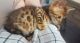 Bengal Cats for sale in Fernandina Beach, FL 32035, USA. price: NA