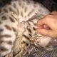 Bengal Cats for sale in Ajax Ave, Bell Gardens, CA 90201, USA. price: NA